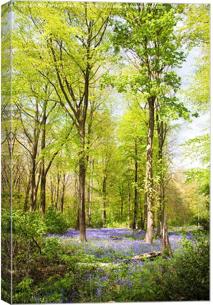  Bluebell Woods in Spring Canvas Print by Graham Prentice