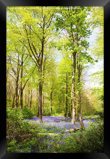  Bluebell Woods in Spring Framed Print by Graham Prentice