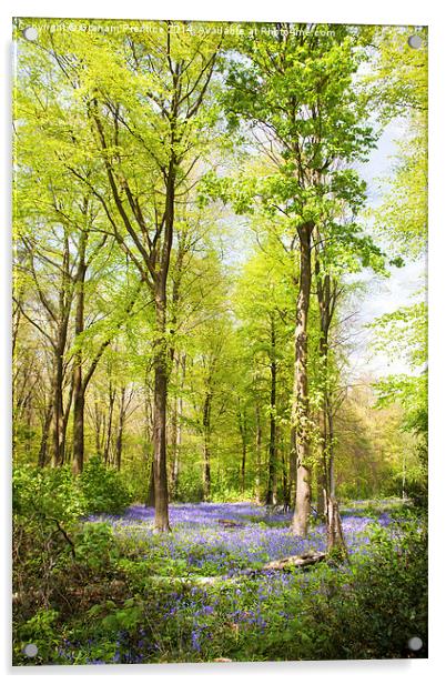  Bluebell Woods in Spring Acrylic by Graham Prentice