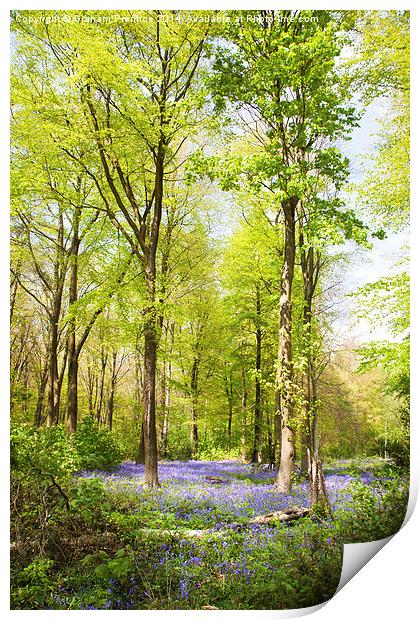  Bluebell Woods in Spring Print by Graham Prentice