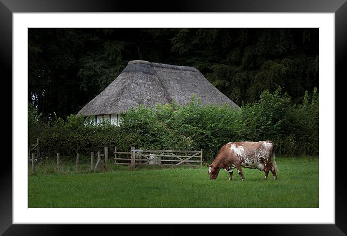  Ayrshire dairy cow Framed Mounted Print by Leighton Collins