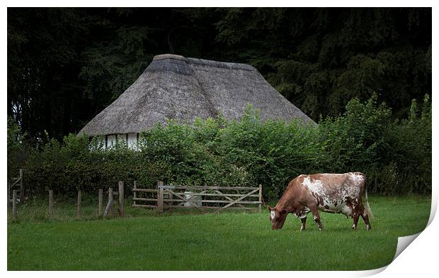  Ayrshire dairy cow Print by Leighton Collins
