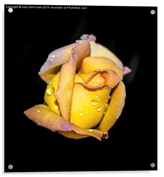  Rosebud and Dew Acrylic by Judy Hall-Folde