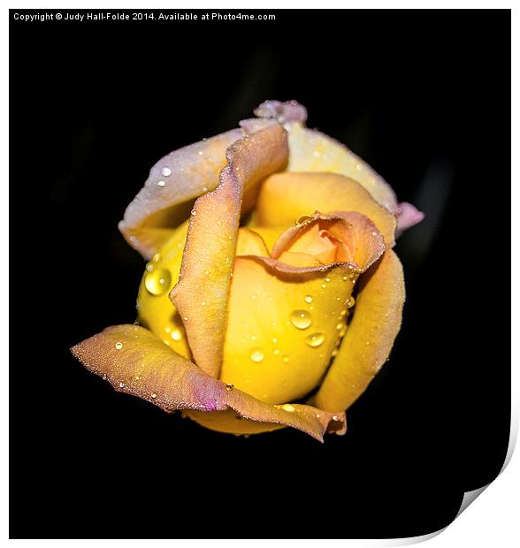  Rosebud and Dew Print by Judy Hall-Folde