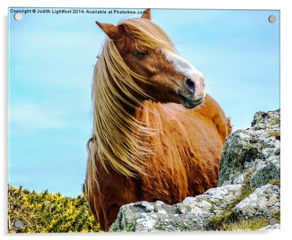  Wild Horse Acrylic by Judith Lightfoot