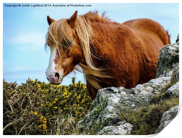 Wild Horse 2 Print by Judith Lightfoot