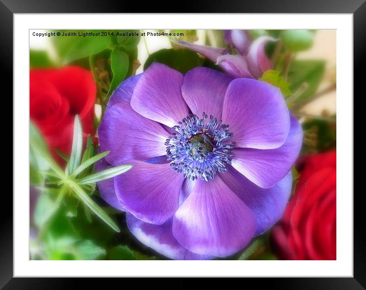  Anemone Framed Mounted Print by Judith Lightfoot