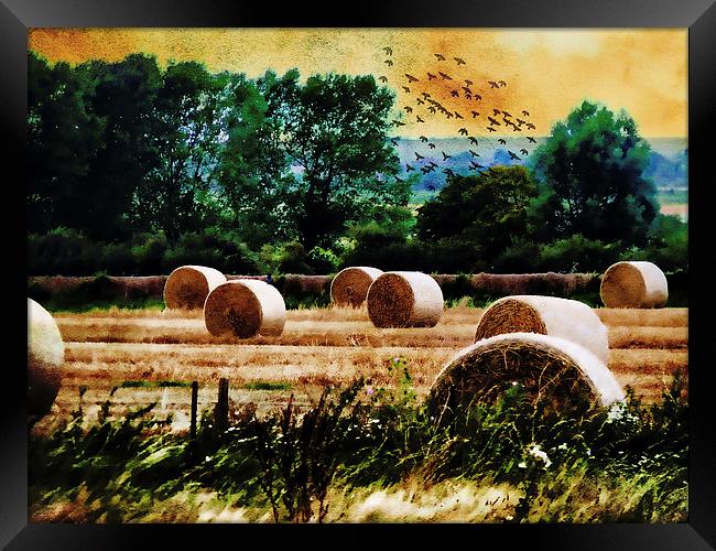  Harvest Framed Print by Kim Slater
