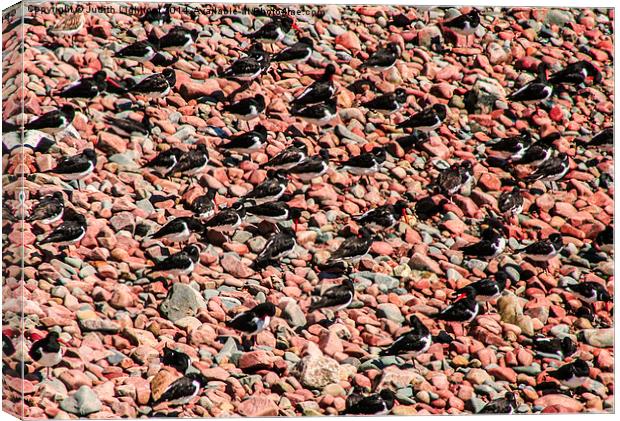 The Oystercatchers Have Landed Canvas Print by Judith Lightfoot