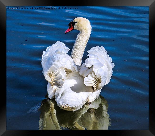  A Courting Swan Framed Print by Judith Lightfoot
