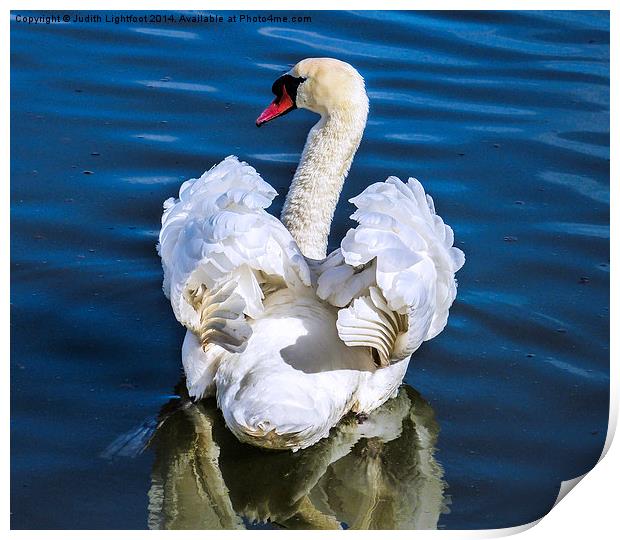  A Courting Swan Print by Judith Lightfoot
