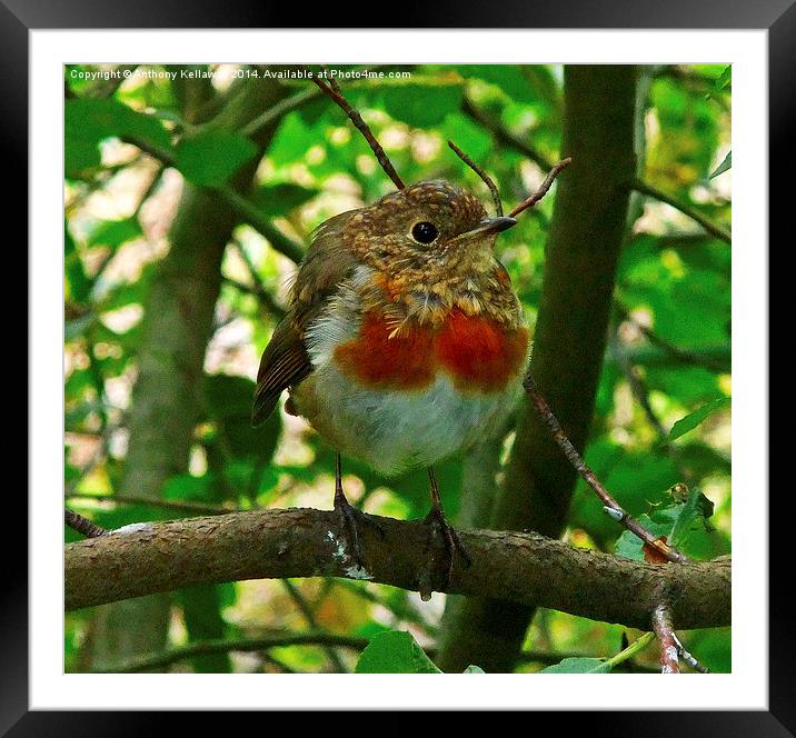  JUVENILE ROBIN Framed Mounted Print by Anthony Kellaway