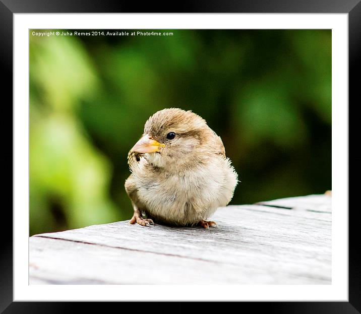 House Sparrow Framed Mounted Print by Juha Remes