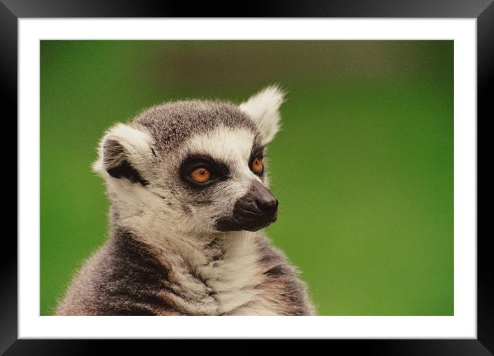 Lemur At London Zoo Framed Mounted Print by Kevin Dyer