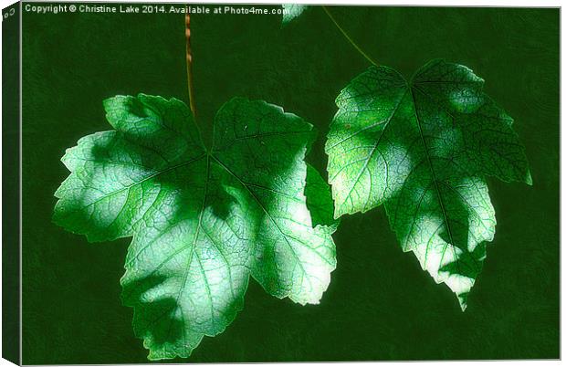  Leaves in Shadow Canvas Print by Christine Lake