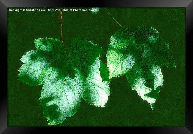  Leaves in Shadow Framed Print by Christine Lake