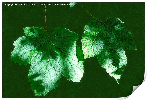  Leaves in Shadow Print by Christine Lake