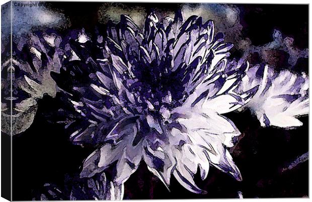  Chrysanthemum in all its glory Canvas Print by sylvia scotting