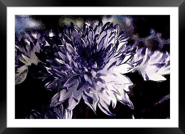  Chrysanthemum in all its glory Framed Mounted Print by sylvia scotting