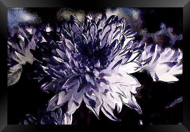  Chrysanthemum in all its glory Framed Print by sylvia scotting