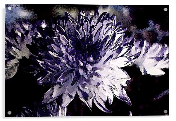  Chrysanthemum in all its glory Acrylic by sylvia scotting