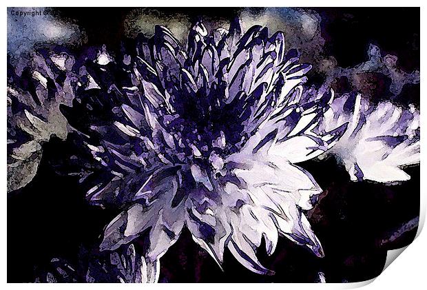 Chrysanthemum in all its glory Print by sylvia scotting