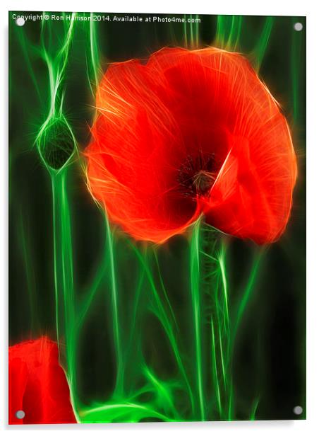 Poppy Acrylic by Ron Harrison