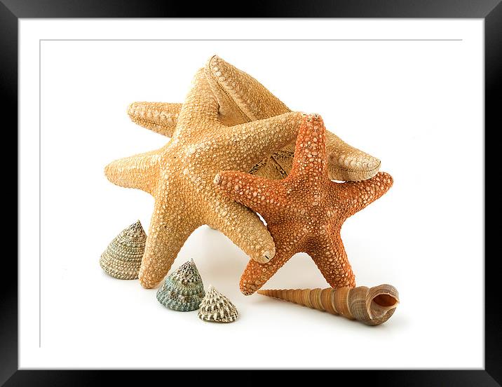 Starfish Framed Mounted Print by Victor Burnside