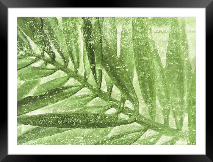 fern in stone  Framed Mounted Print by Heather Newton