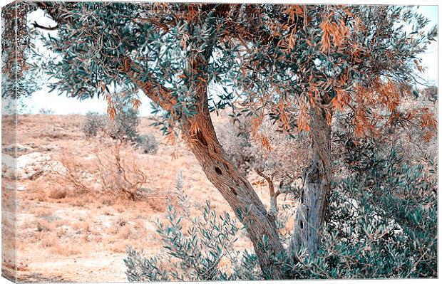  Silver Olive Trees. Nature in Alien Skin Canvas Print by Jenny Rainbow