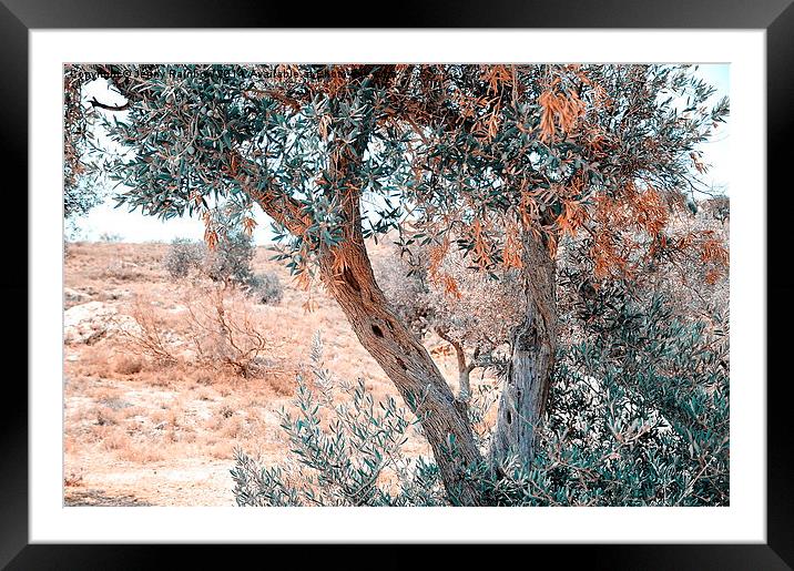  Silver Olive Trees. Nature in Alien Skin Framed Mounted Print by Jenny Rainbow