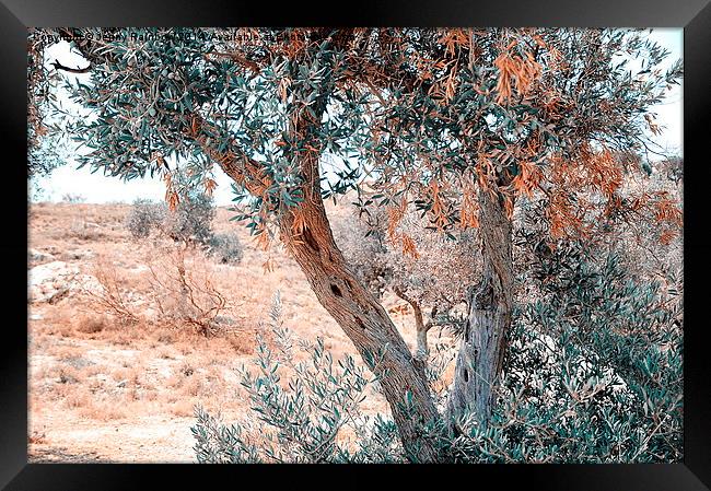  Silver Olive Trees. Nature in Alien Skin Framed Print by Jenny Rainbow
