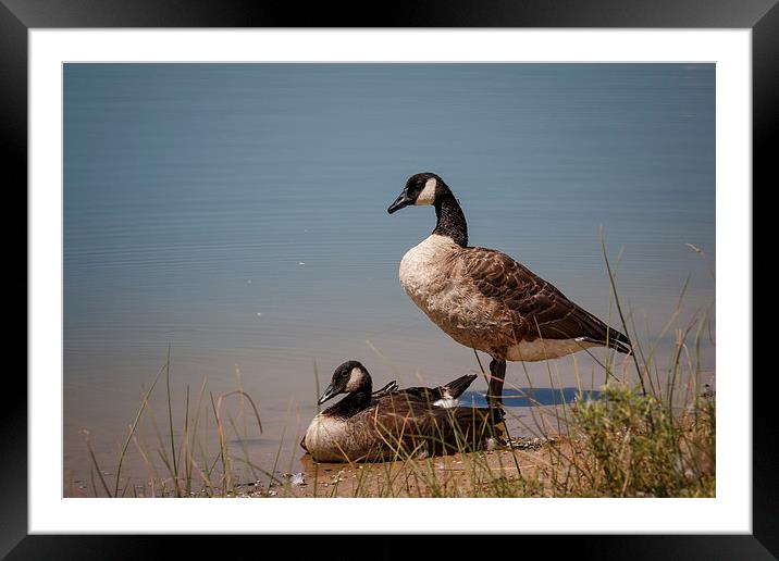 Geese 2 Framed Mounted Print by Doug Long