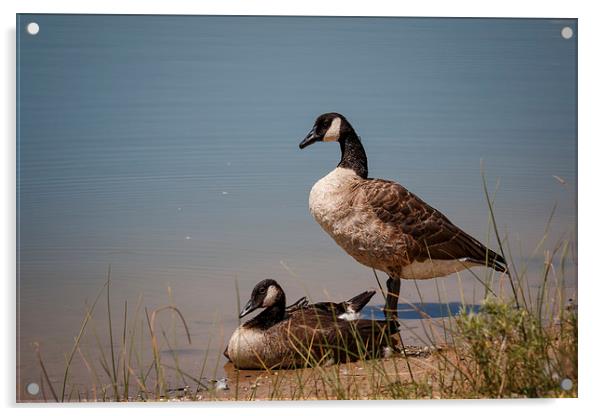 Geese 2 Acrylic by Doug Long