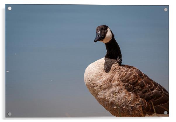 Goose Acrylic by Doug Long