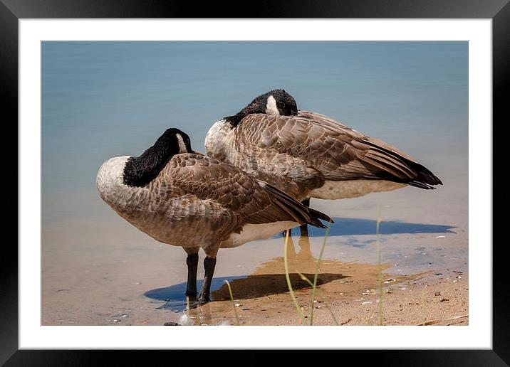 Sleeping Geese Framed Mounted Print by Doug Long