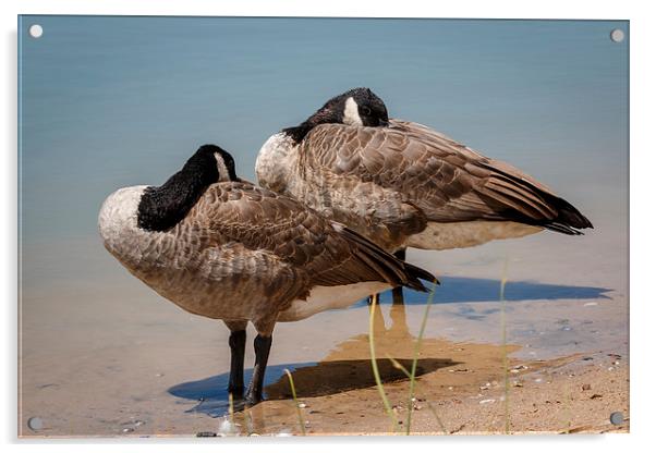 Sleeping Geese Acrylic by Doug Long