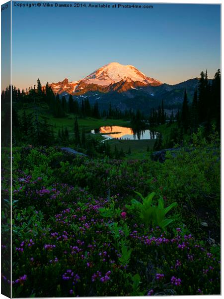 Mountain Heather Morning Canvas Print by Mike Dawson