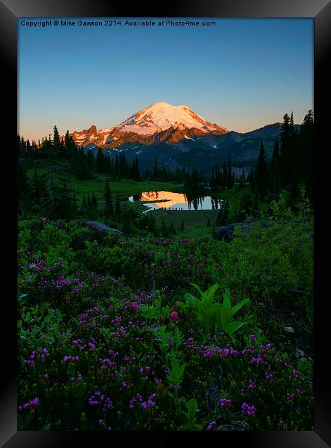 Mountain Heather Morning Framed Print by Mike Dawson