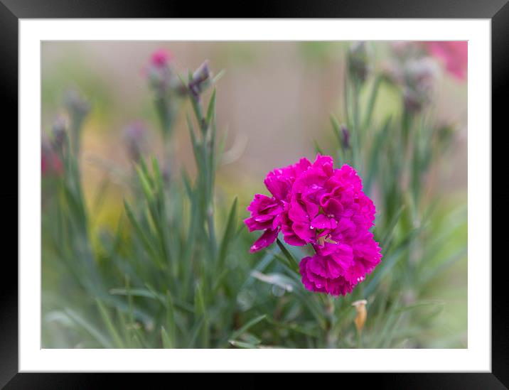  Dianthus Framed Mounted Print by paul holt
