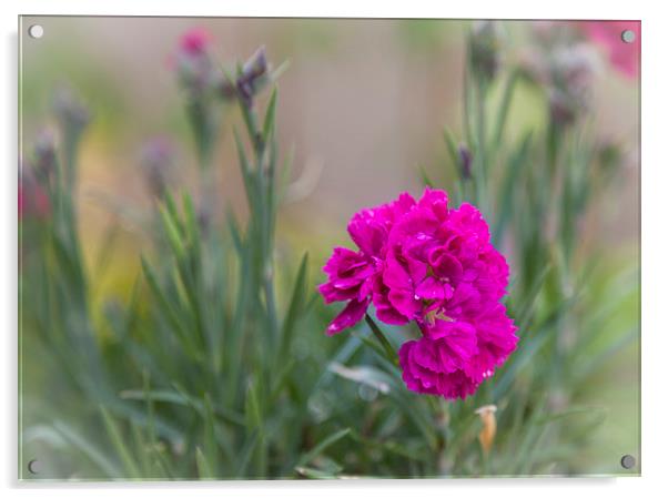  Dianthus Acrylic by paul holt