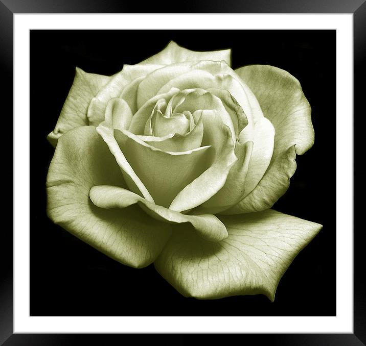 Rose Duotone  Framed Mounted Print by james balzano, jr.