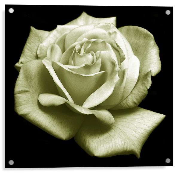 Rose Duotone  Acrylic by james balzano, jr.
