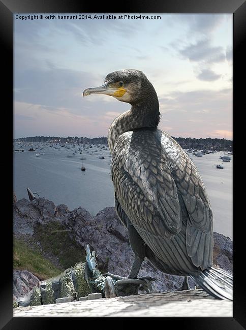  cormorant over harbour Framed Print by keith hannant