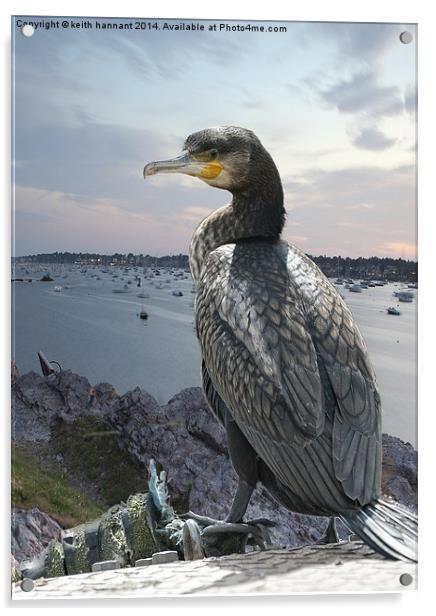  cormorant over harbour Acrylic by keith hannant