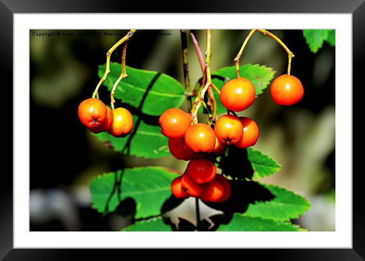  Red Rowan (Mountain Ash) berries Framed Mounted Print by Frank Irwin