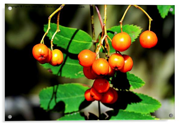  Red Rowan (Mountain Ash) berries Acrylic by Frank Irwin