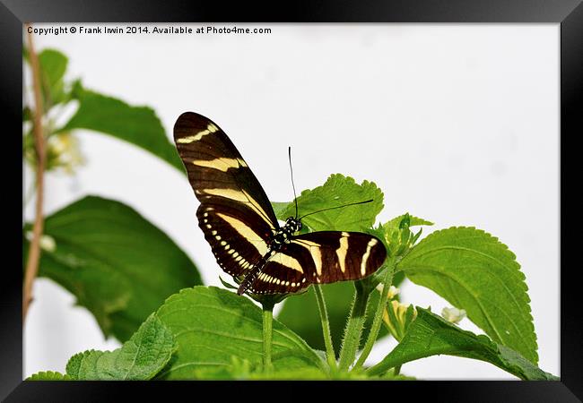 The beautiful Zebra butterfly in all its glory Framed Print by Frank Irwin