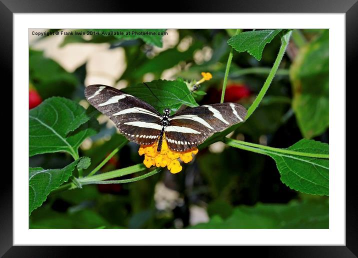 The beautiful Zebra butterfly in all its glory Framed Mounted Print by Frank Irwin