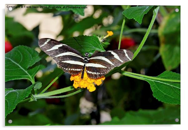 The beautiful Zebra butterfly in all its glory Acrylic by Frank Irwin